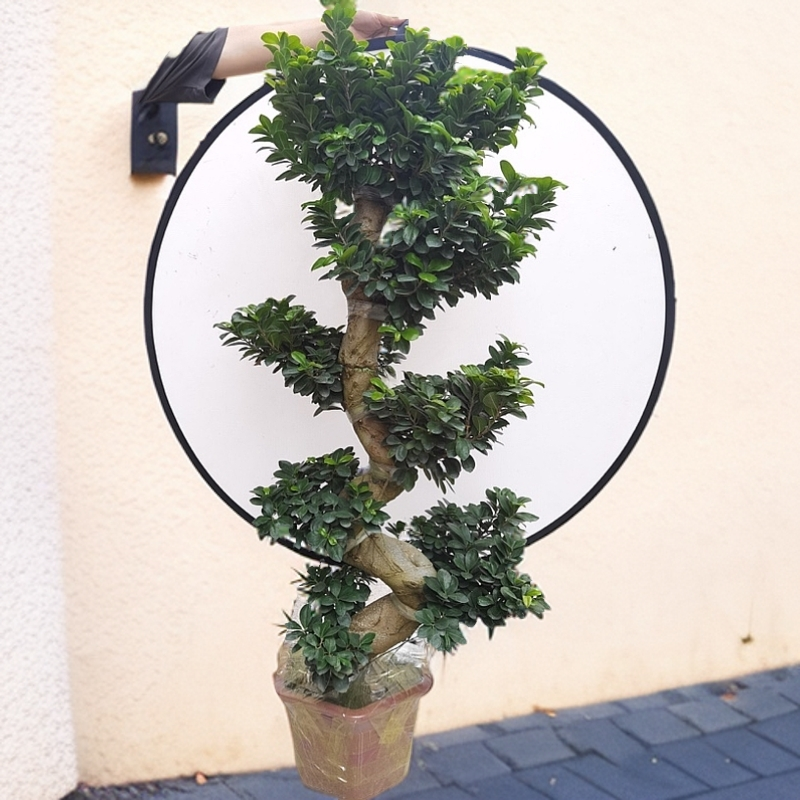 高度130公分左右大型榕树盆景金钱榕S弯型造型观茎绿植四季常青