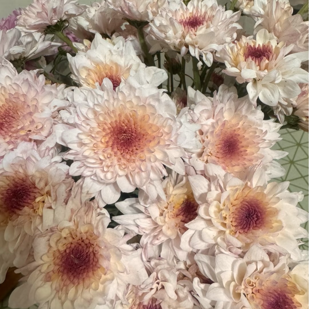 F【欣雅】多头鲜花小菊云南昆明基地直发精品鲜花家庭水养插花