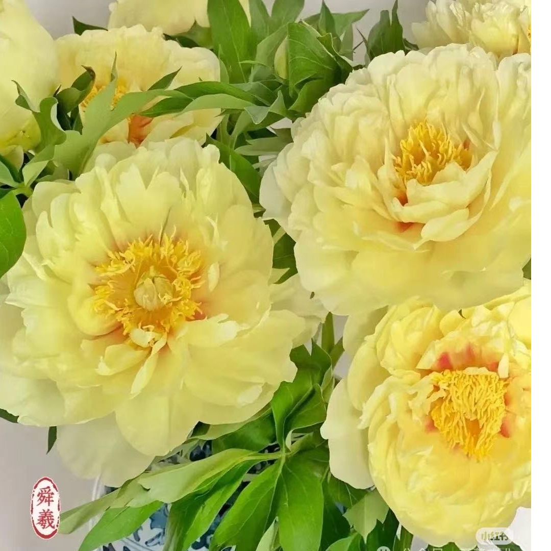 【芍药合集】进口芍药低中端种苗易成活基地芍药花直发牡丹花卉