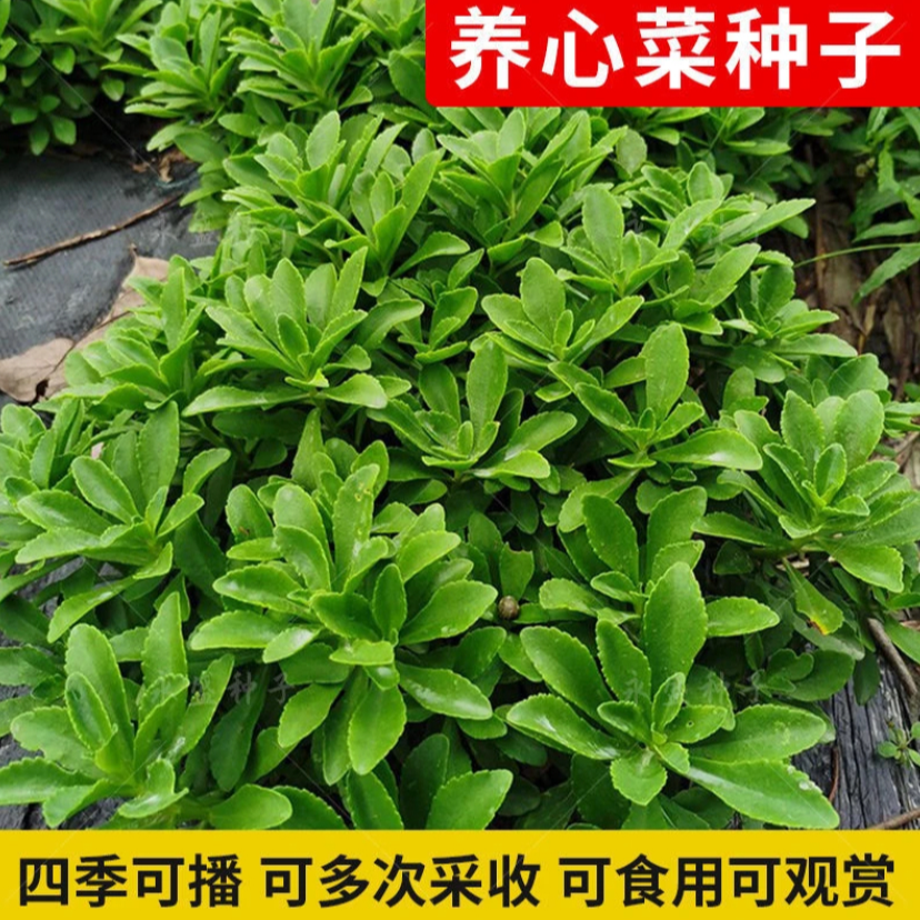 养心菜种子高钙菜心菜养心菜苗菜种子费菜种苗四季种植蔬菜种籽