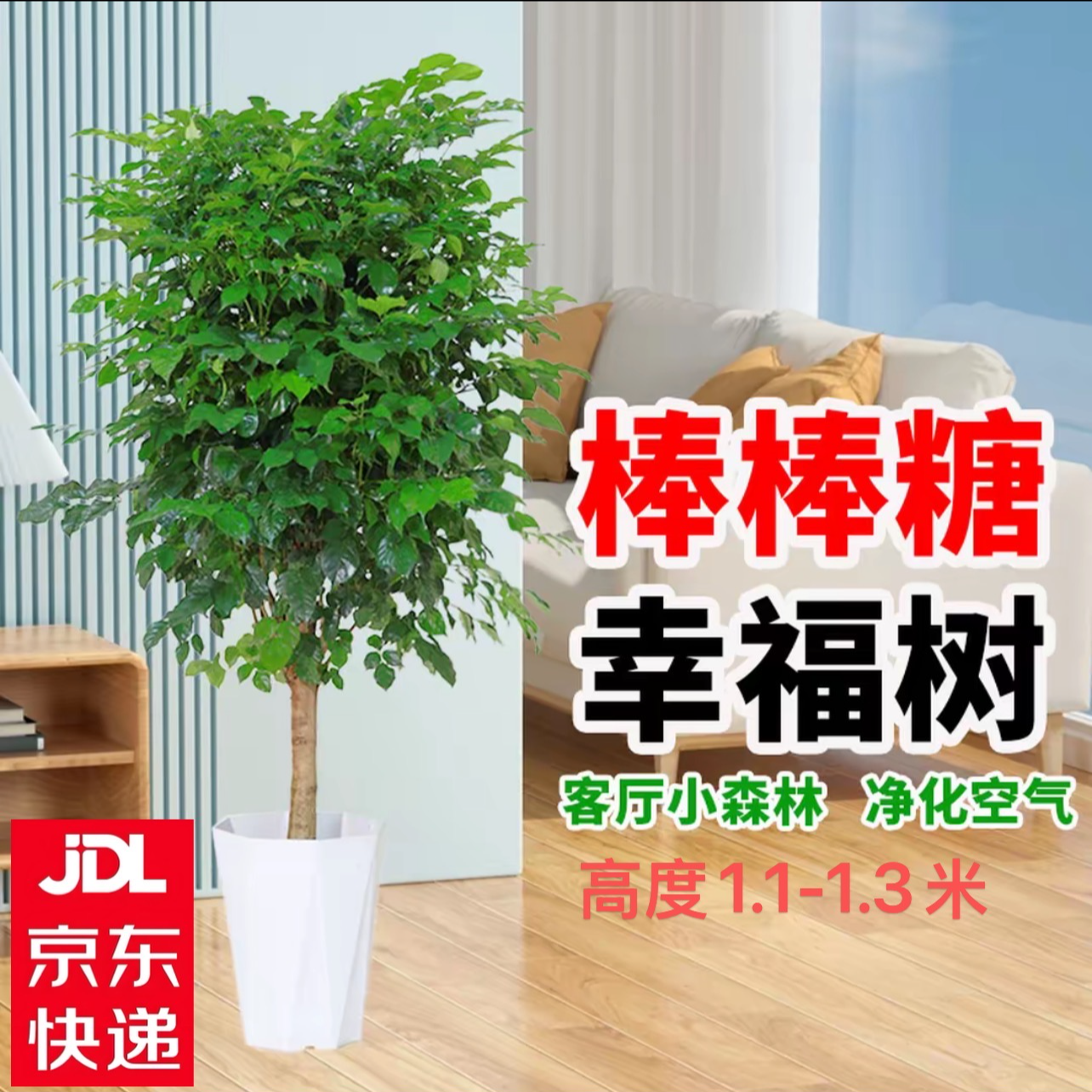 【京东送货上门】1.5加仑超大盆独杆棒棒糖幸福树1.1-1.3m净化空气