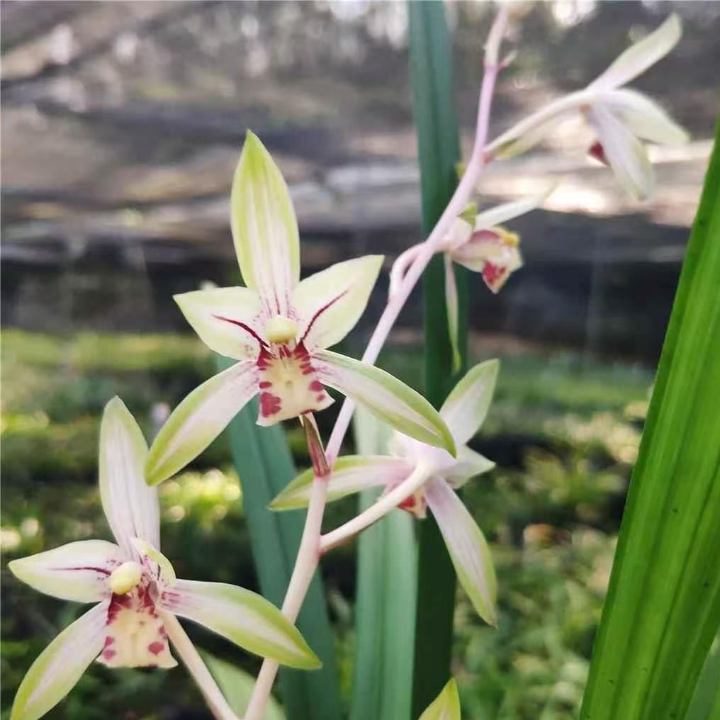 建兰【高山春色】浓香花卉盆栽室内绿植四季好养办公室