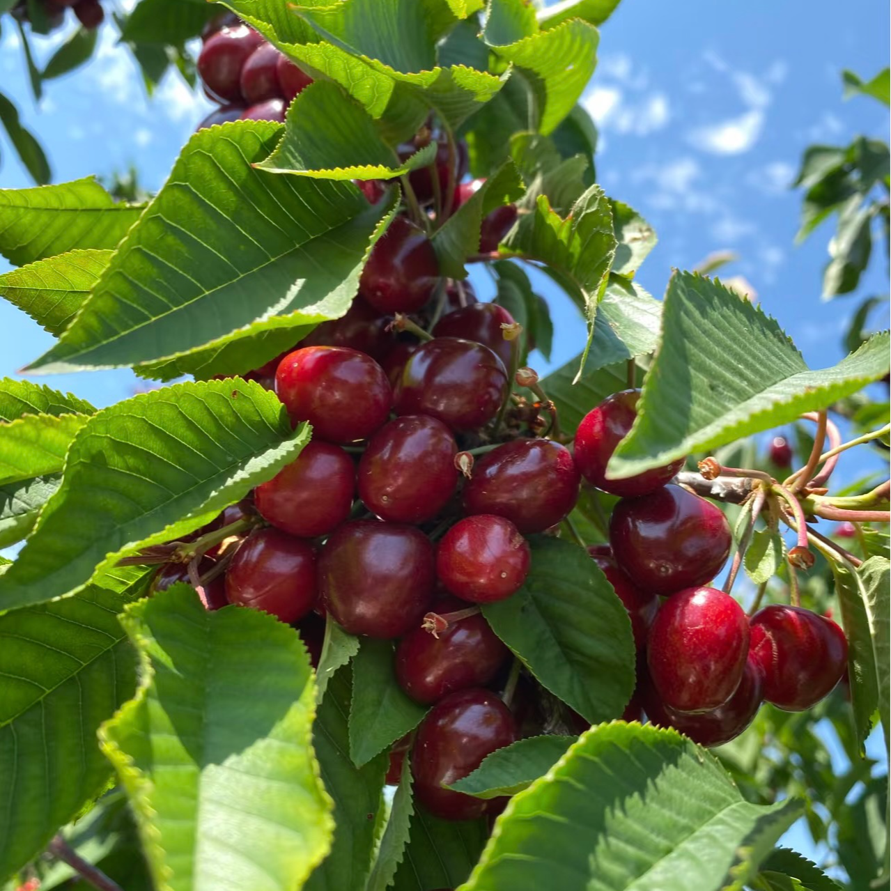 【对版带分支发货】正宗车厘子樱桃树苗特大果嫁接果树南北方种植
