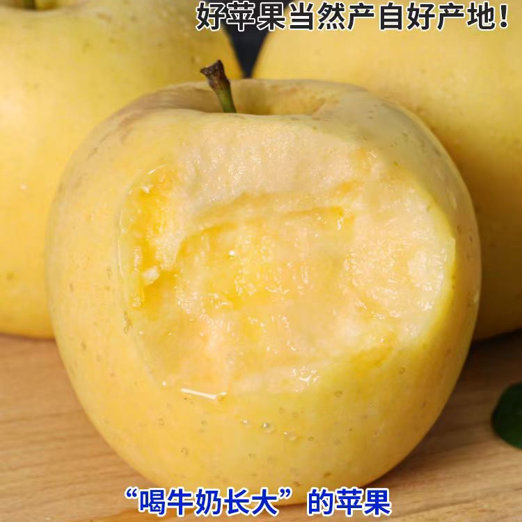烟台苹果2025现摘黄金奶油富士苹果多汁酸甜脆维生素c黄元帅苹果