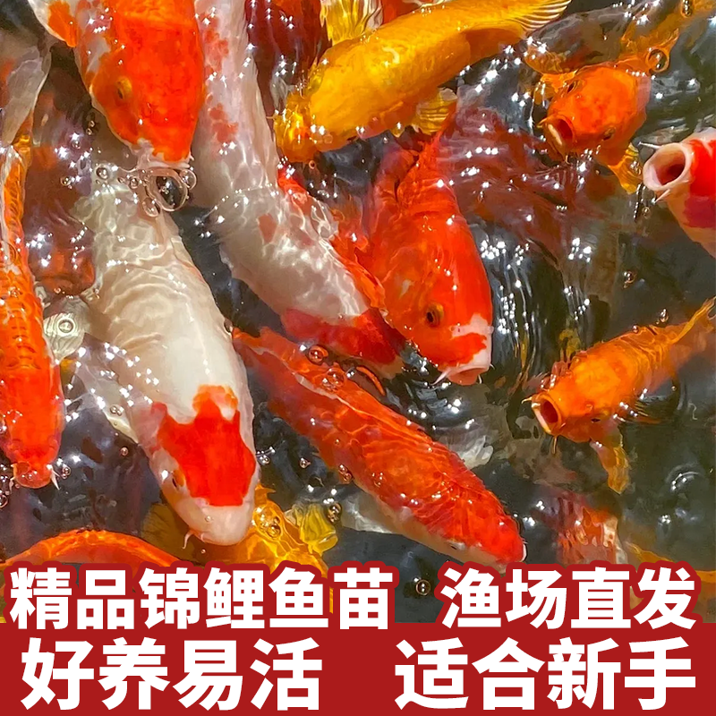 【薛和锦鲤 15cm-35cm一条  拍号可选】 直播1号链接  各色锦鲤