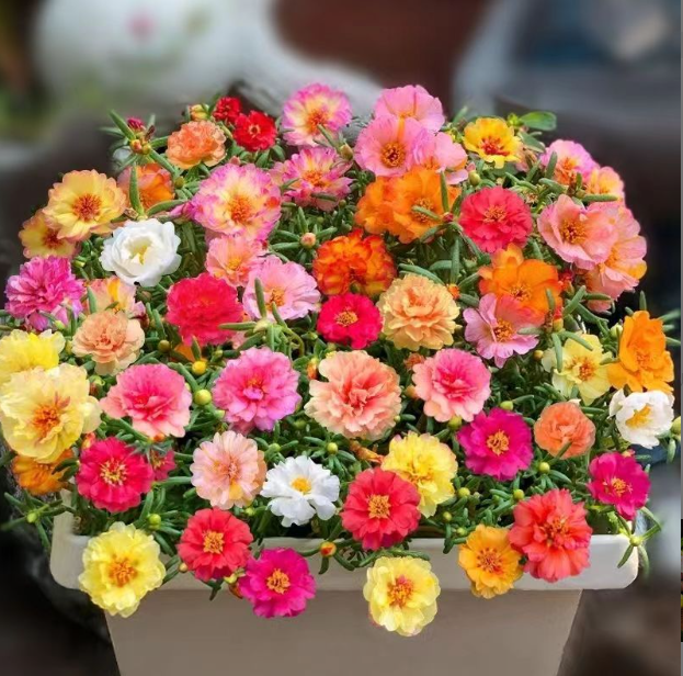 老桩重瓣太阳花老桩多年生耐热花卉阳台庭院四季开花