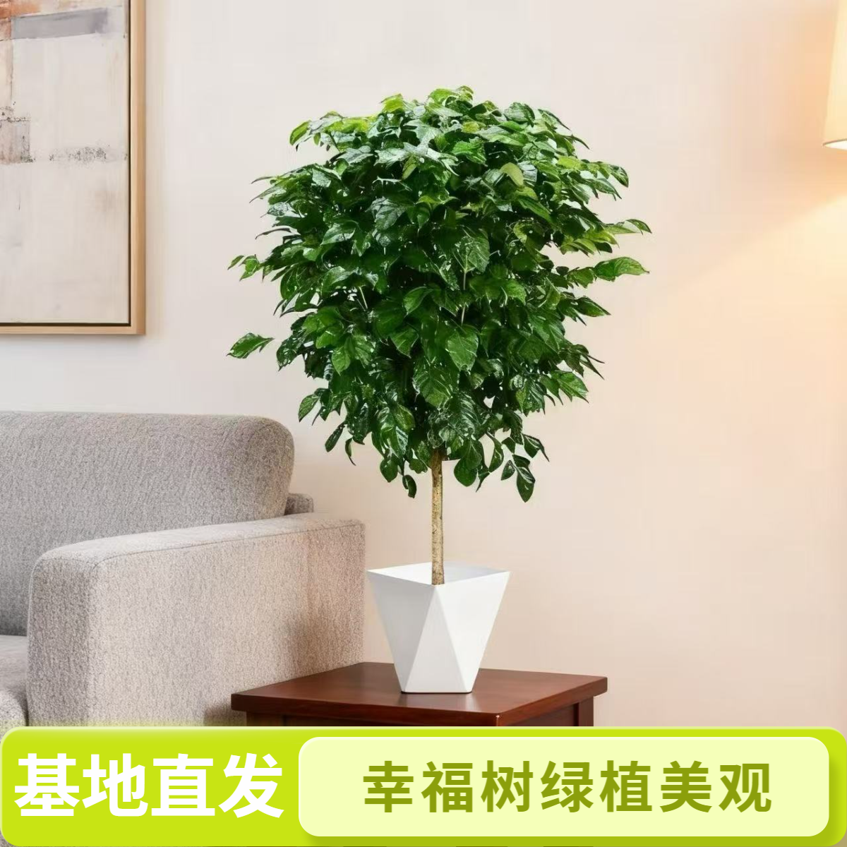 70-80CM左右高度独杆幸福树四季常青好养活室内绿植