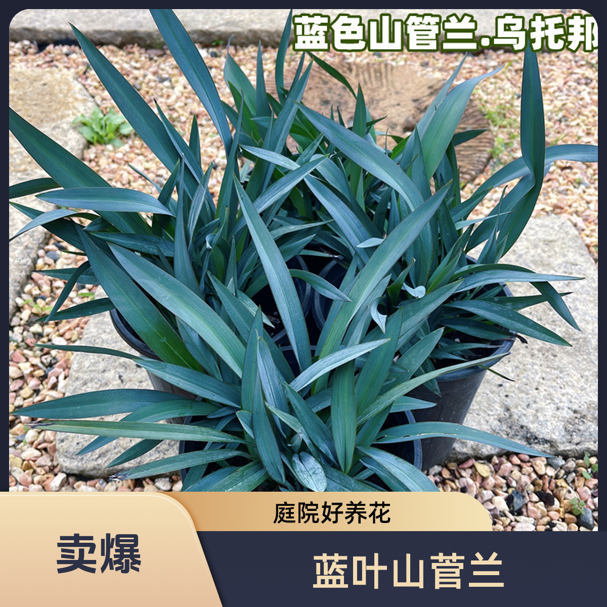 蓝叶乌托邦山菅兰盆栽地栽花卉多年生适合庭院花园种植