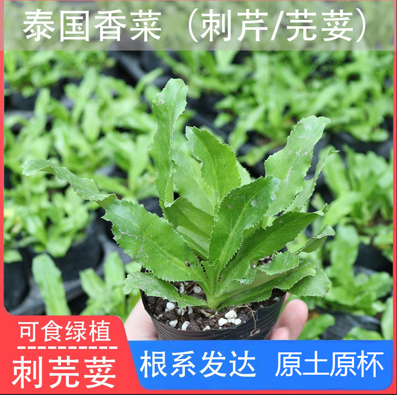 泰国香菜盆栽芫荽苗刺芹调料香料四季绿色食用香菜野生新鲜
