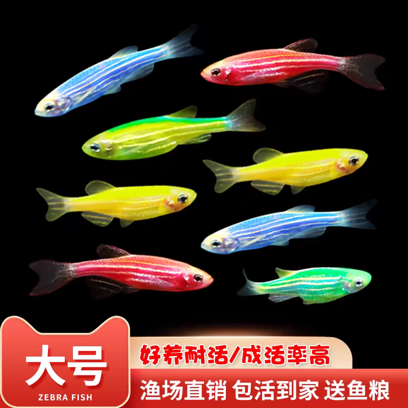 灯科鱼斑马鱼活体冷淡水新练手好养小型热带观赏红绿宝莲灯金鱼苗