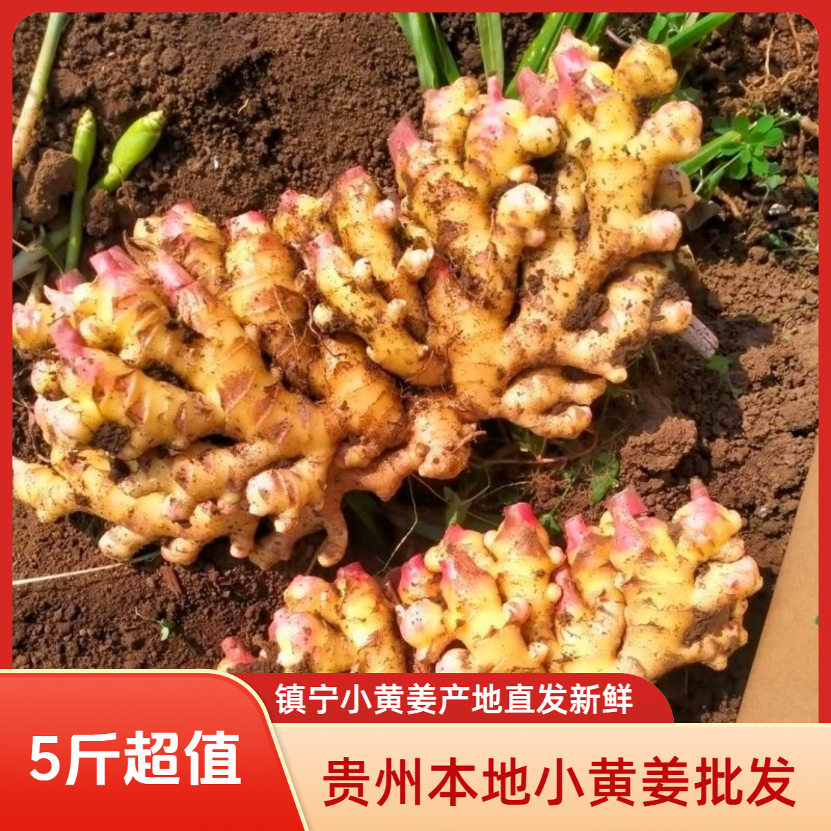（5斤巨划算）贵州小黄姜镇宁农村本地小黄姜生姜产地批发