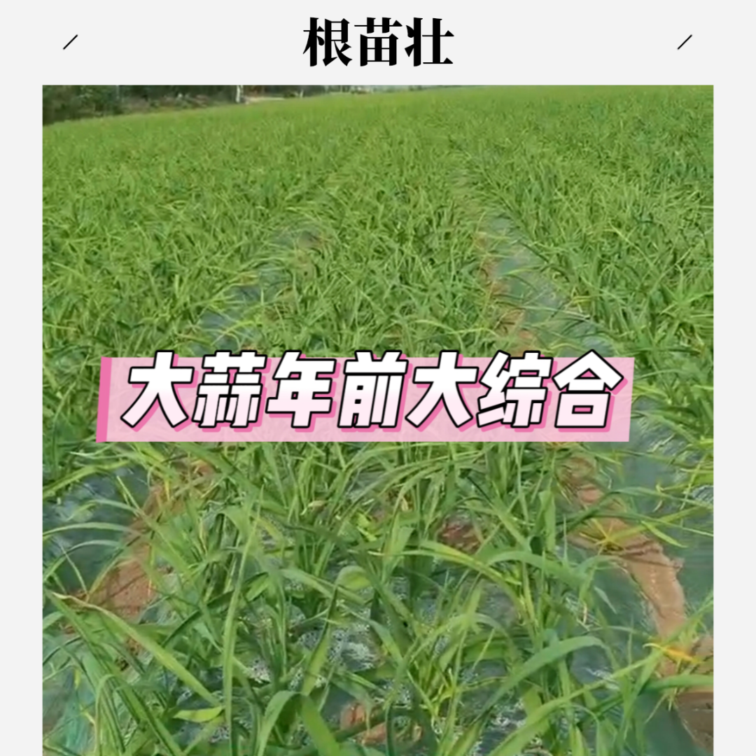【大蒜根苗壮】大蒜年前生根防冻防并营养壮苗年前大综合叶面组合