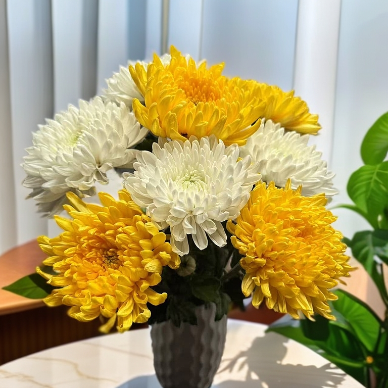 包邮广州基地直发大菊花新鲜黄白菊花束鲜切花美观插花专用花鲜花