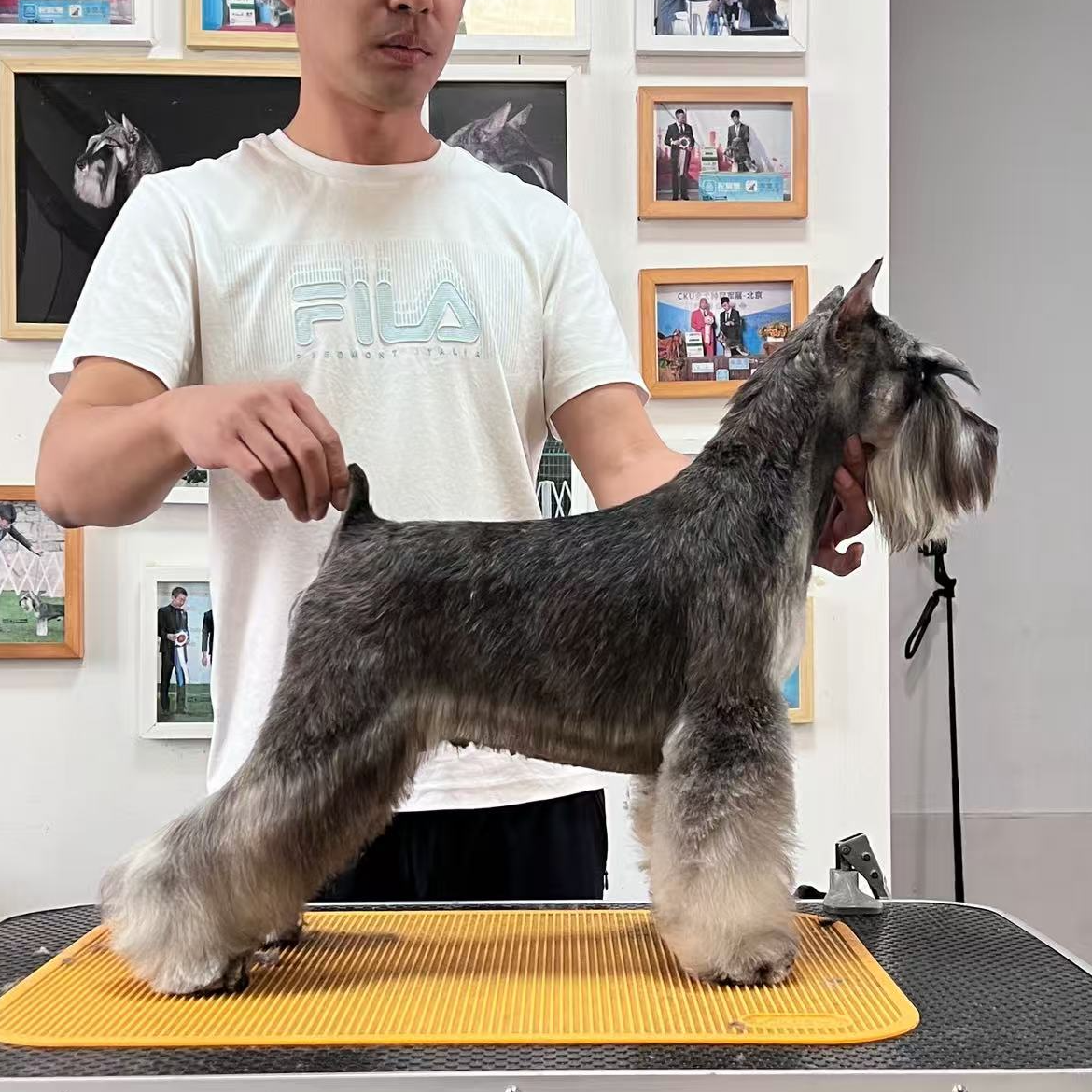 雪纳瑞幼犬定金链接雪纳瑞犬