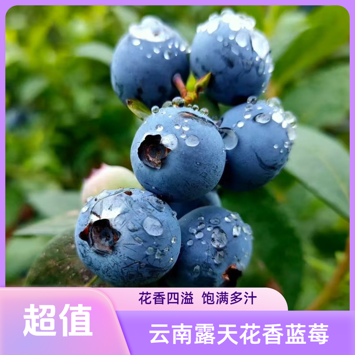 云南花香蓝莓新鲜现摘现发脆甜多汁花香浓郁顺丰空运