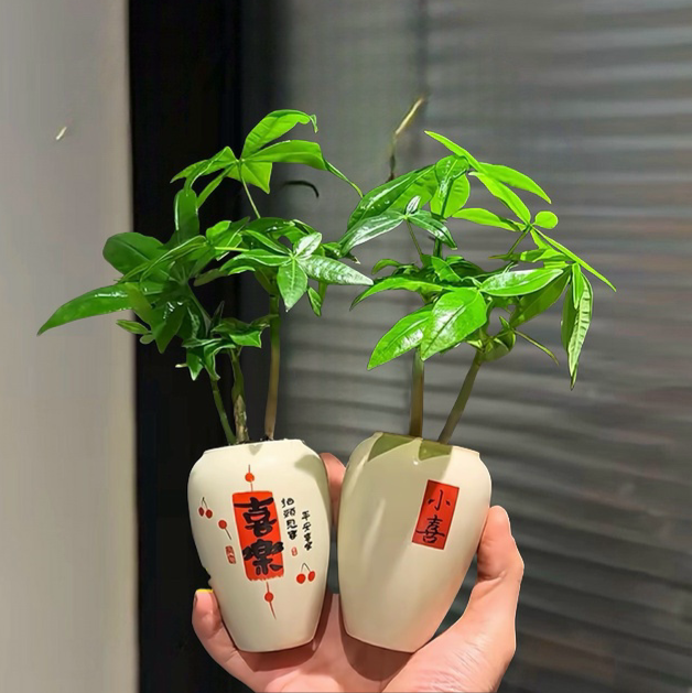 发财树茶台花卉绿植盆栽室内绿植桌面办公室客厅盆栽带盆栽好
