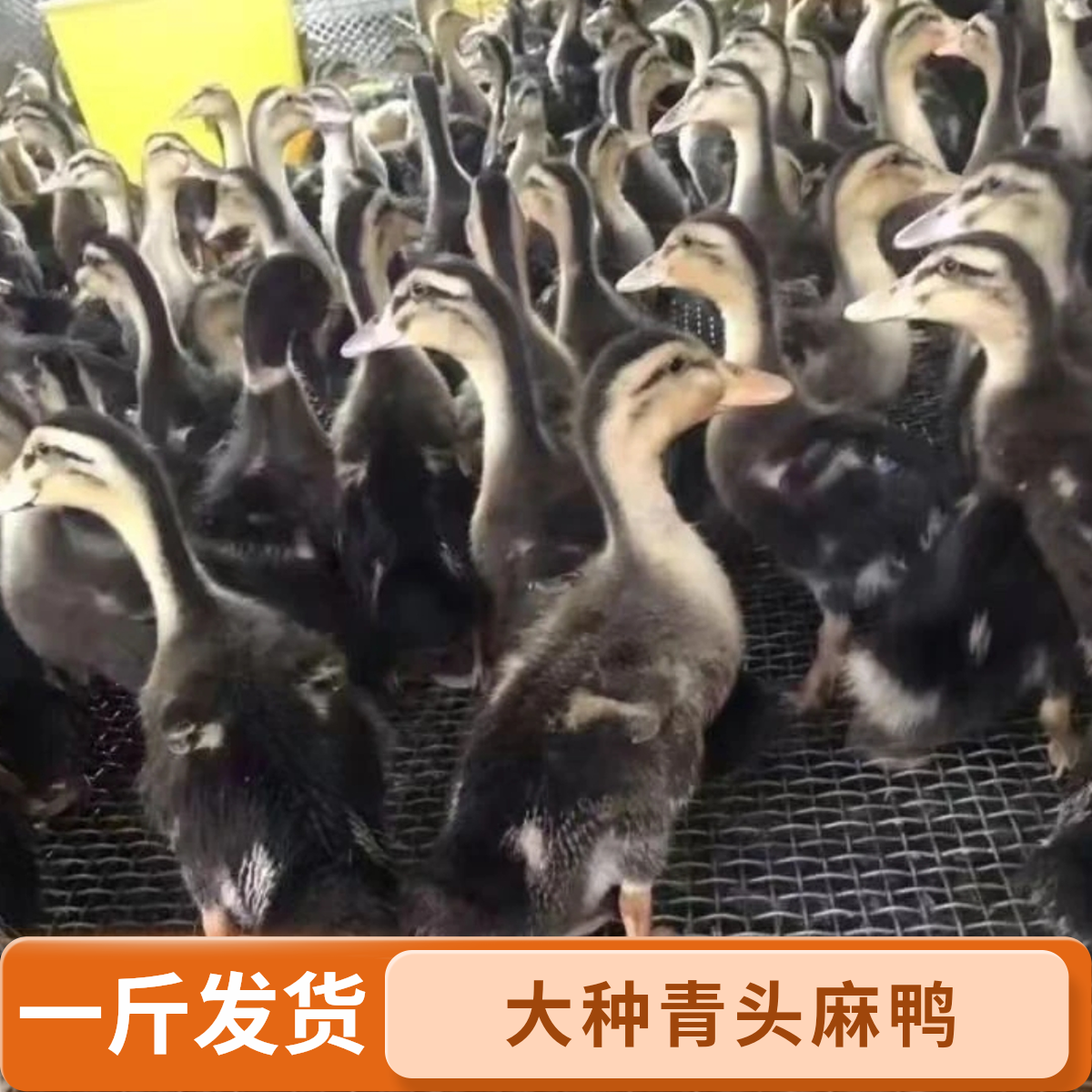 【一斤】大种青头麻鸭活体幼苗呆萌宠物鸭可爱健康包邮到家