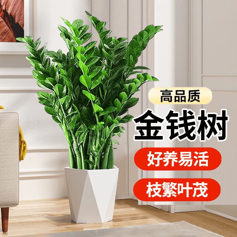 （爆款福利）70-85公分金钱树老庄 金钱树室内好养易活绿植