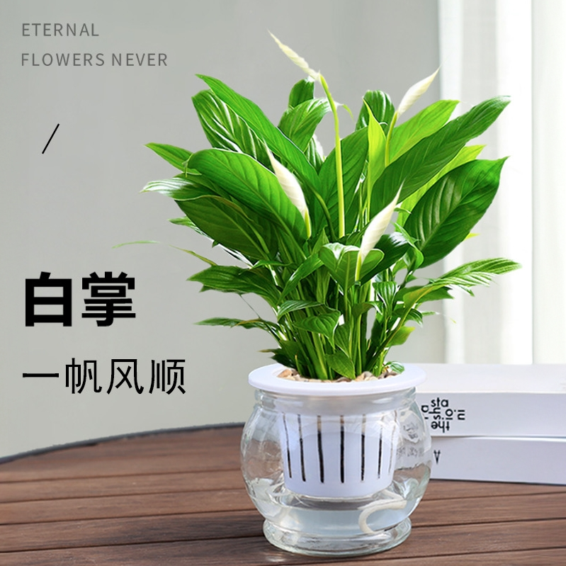 水培白掌盆栽一帆风顺水养植物室内花卉办公室绿植红掌净化空气花