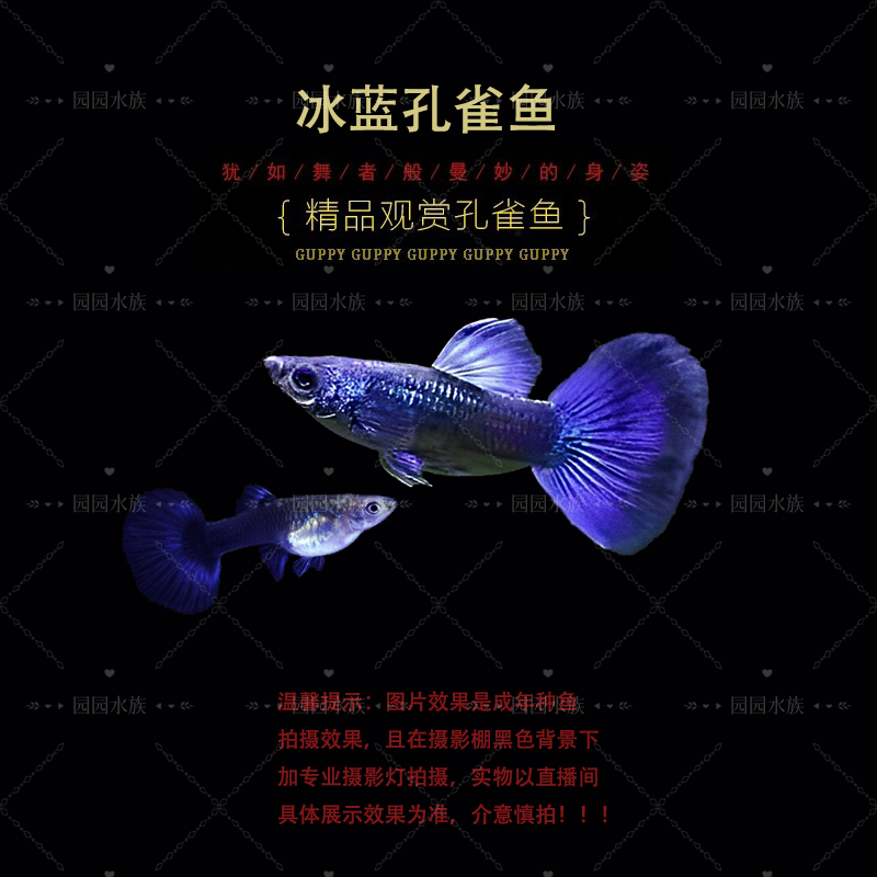 纯种莫斯科冰蓝（黑背景显蓝）精品孔雀鱼热带观赏鱼小型淡水鱼