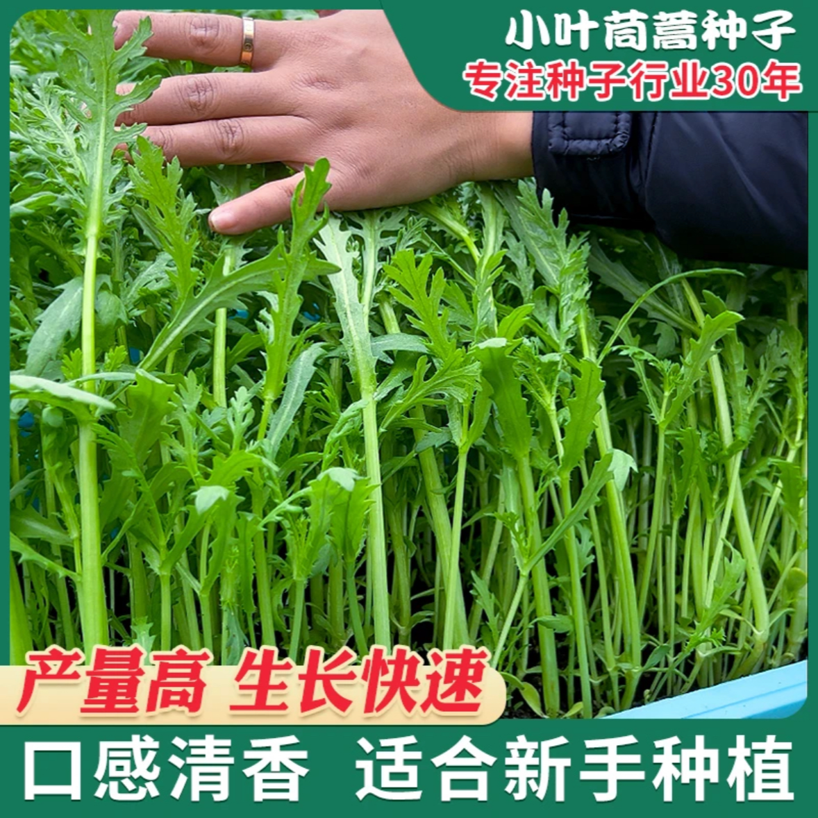 小叶茼蒿种子种籽光杆菜种四季籽种秋冬季蔬菜孑