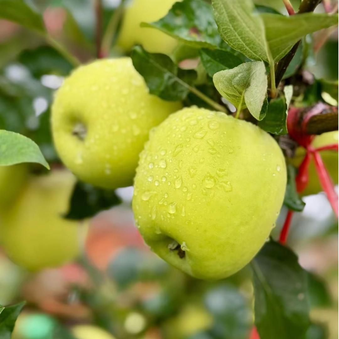 陕西绿丰源高山新鲜采摘脆甜多汁瑞雪苹果京东快发