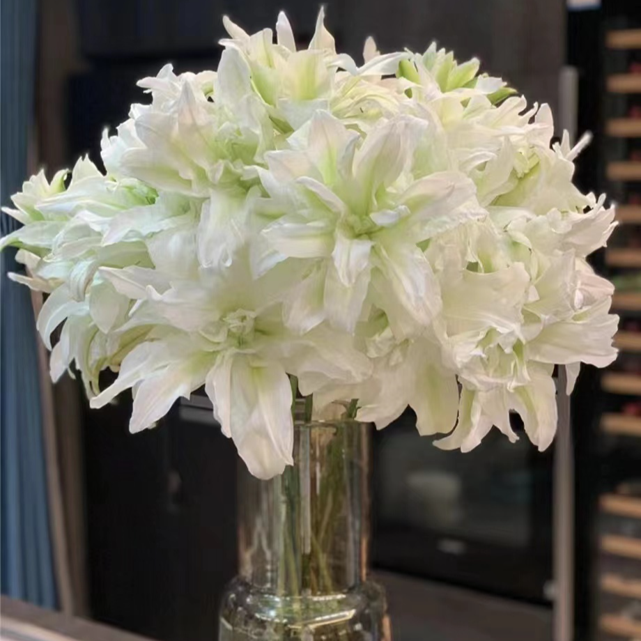 双头【浪漫之心】艾莎重瓣百合栀子清香 夏天小清新 白色 可爱灵动