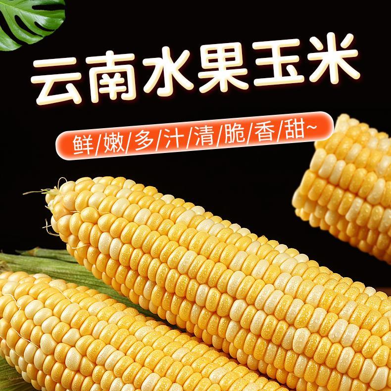 云南金银双色水果玉米新鲜带壳甜玉米即食脆甜可口