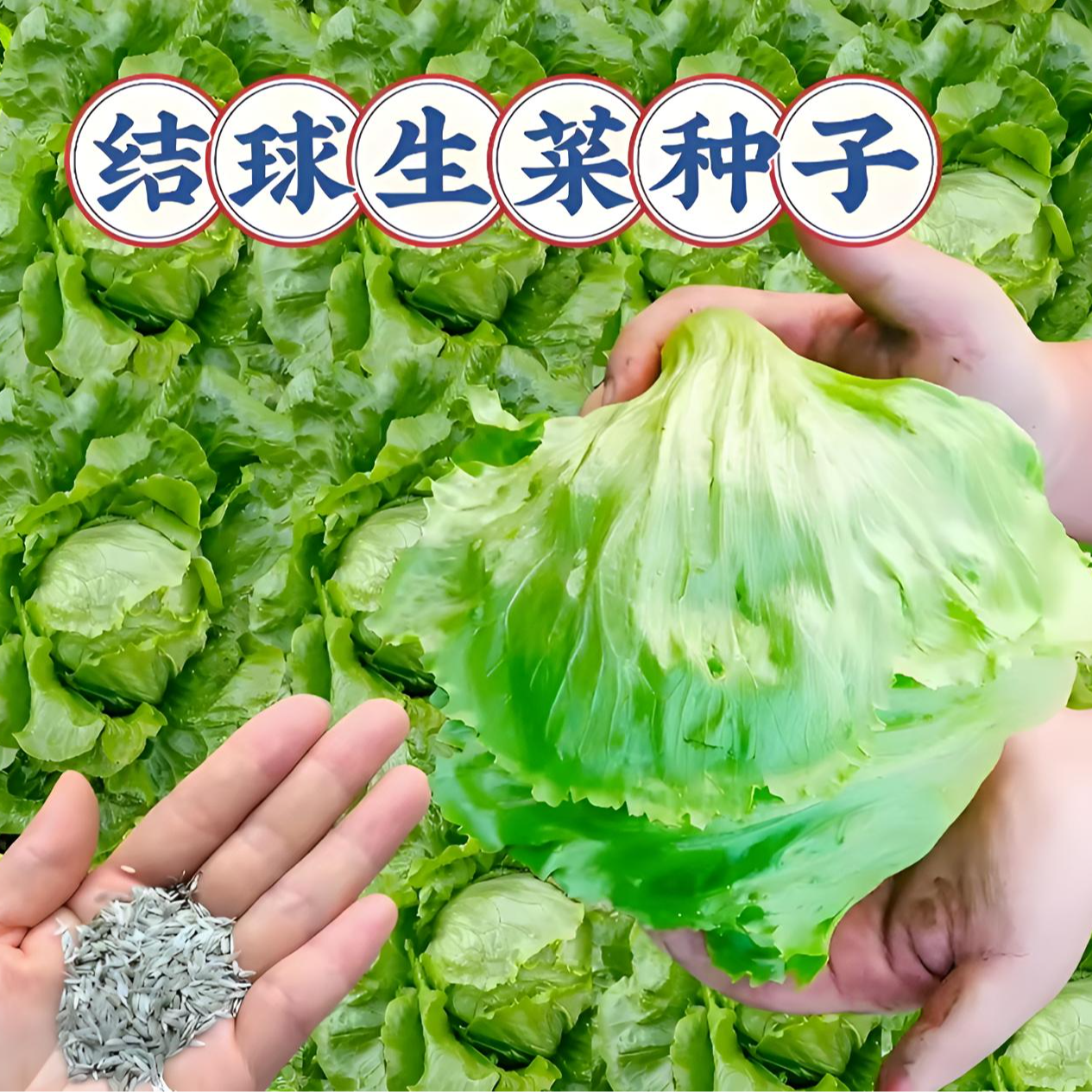 【结球生菜种子】蔬菜种子四季播种蔬菜种子阳台盆栽地栽小院