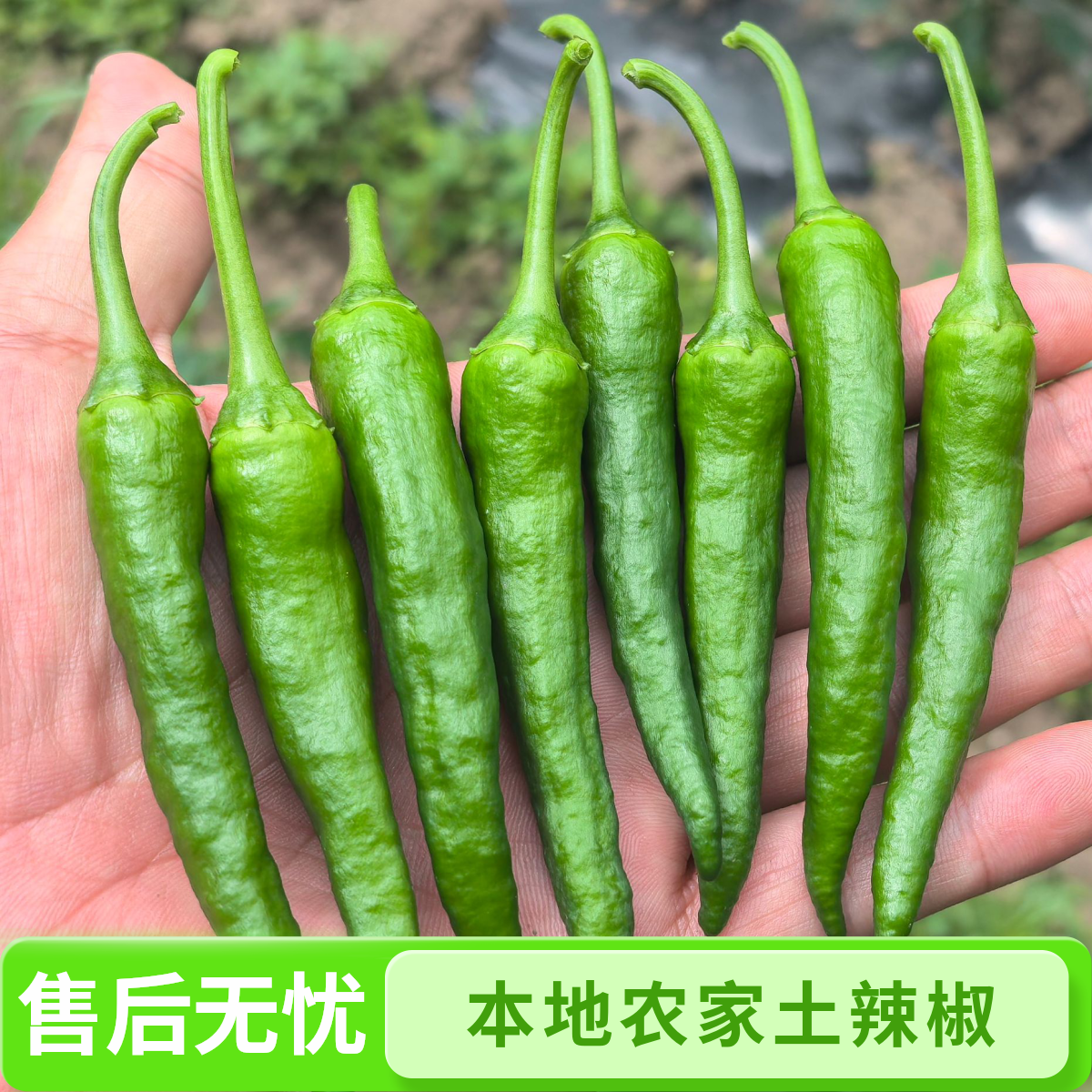 正宗湖南樟树镇原种新鲜薄皮青线椒蔬菜本地农家辣椒土辣椒皱皮