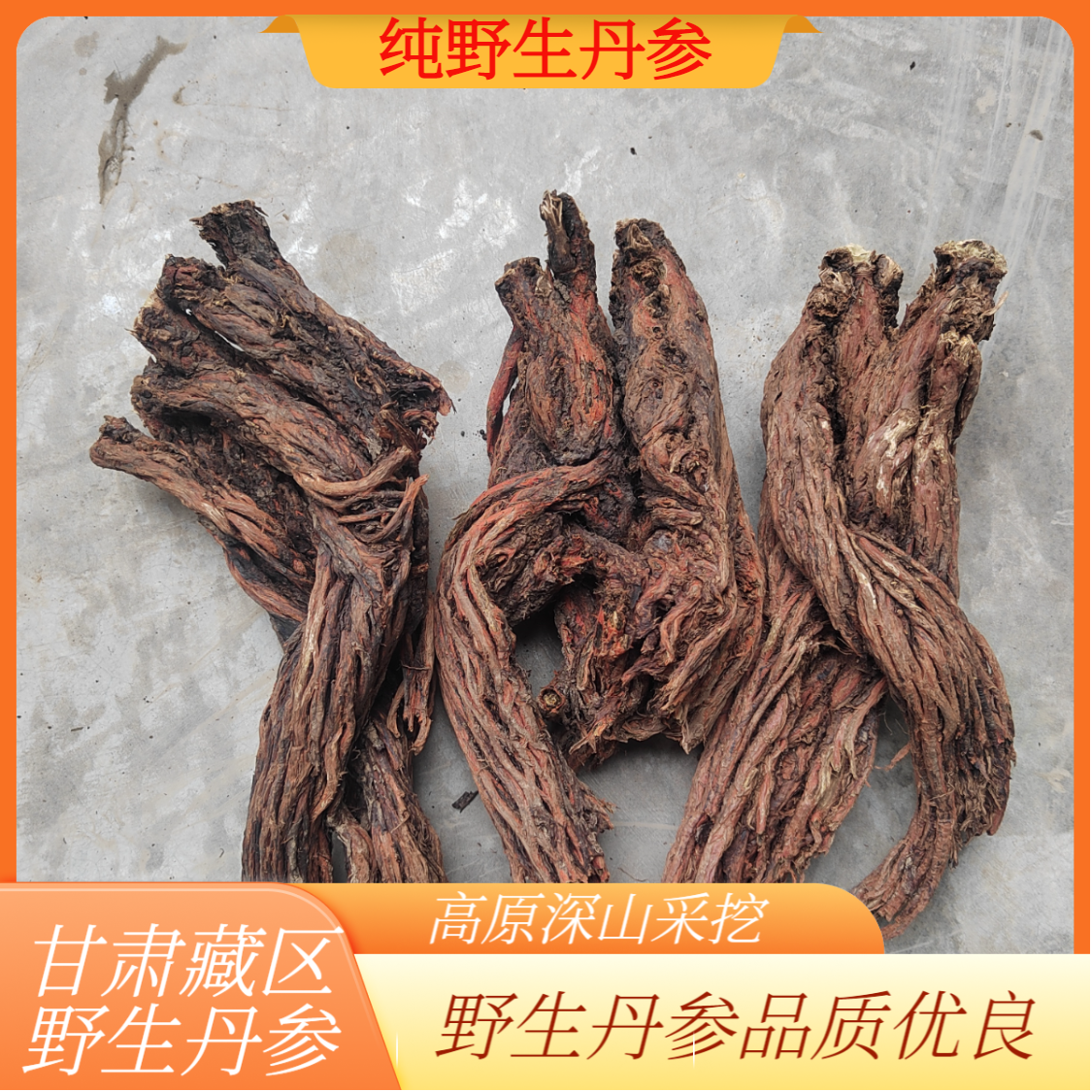 甘肃藏区高原深山采挖野生丹参紫丹参可搭配当归补气血丹参中药材