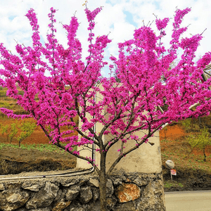 绿化苗木紫荆花苗紫荆树苗紫珠 满条红紫荆花小苗庭院别墅风景树