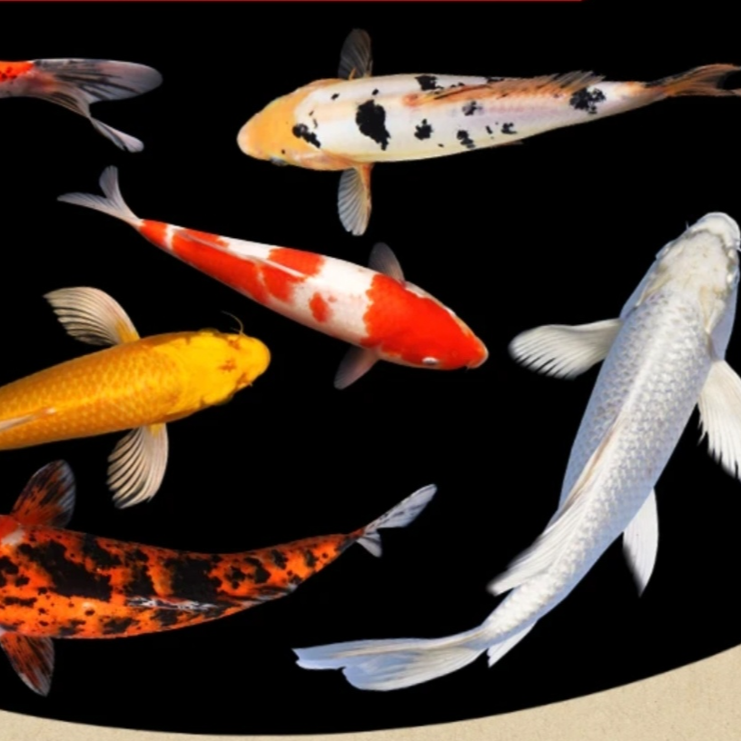 【新疆包邮】红白 大正三色 黑 白 金多色锦鲤冷水观赏鱼