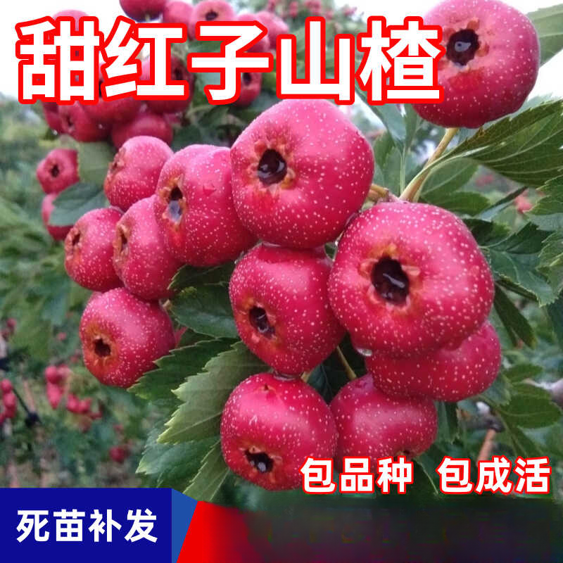 甜红子山楂树苗南北方庭院地栽种植特大果嫁接活树苗盆栽当年结果