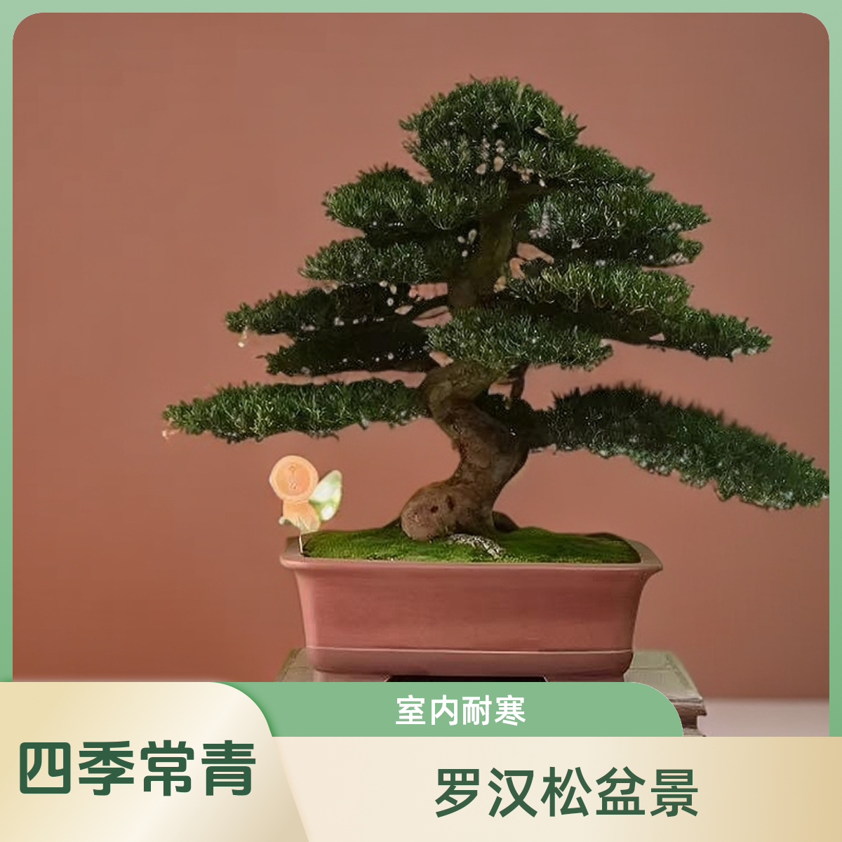 松柏大型红芽招财珍珠室内四季庭院真正植物招财树盆景树老桩盆栽