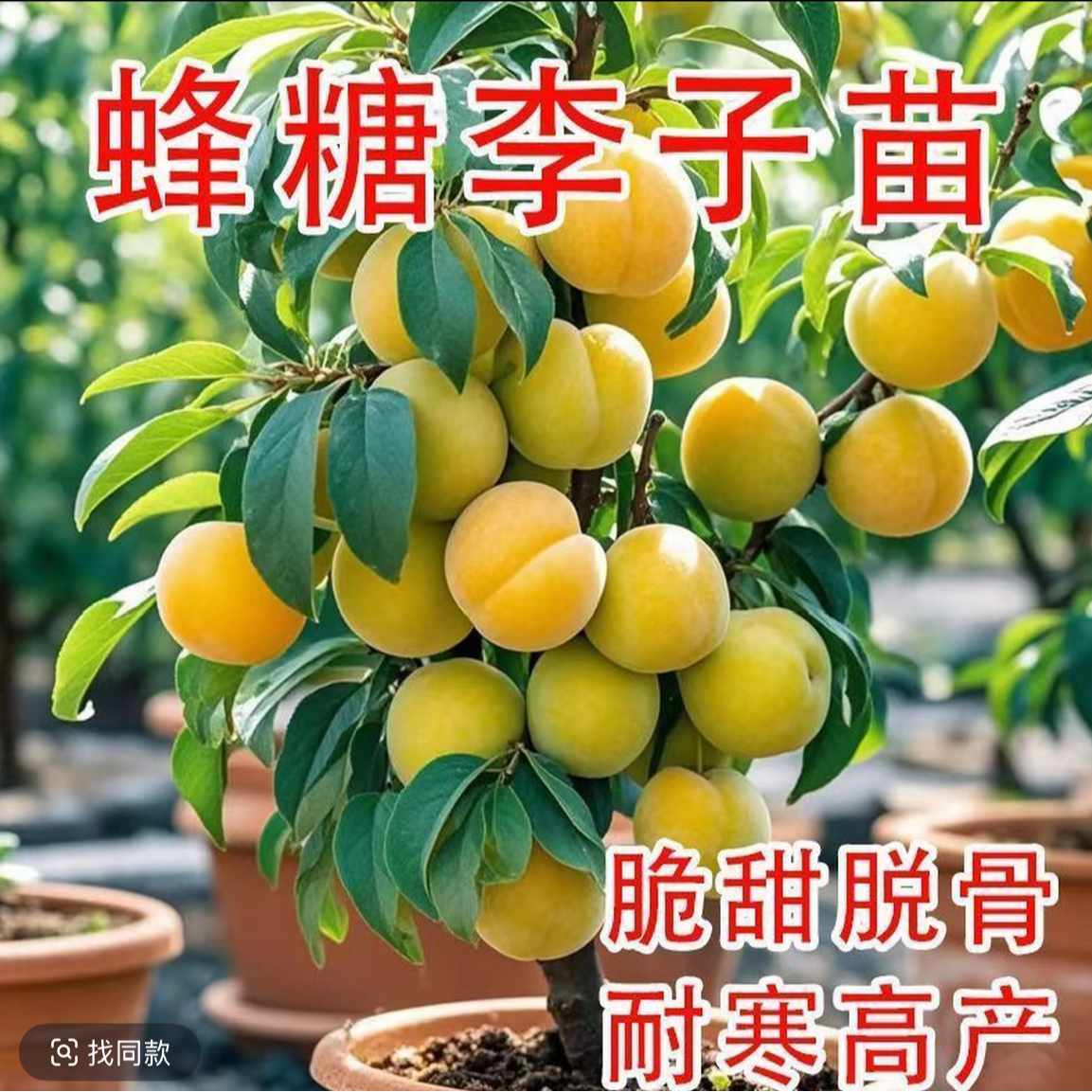 蜂糖李子树苗种南北方可盆栽地栽耐寒耐旱