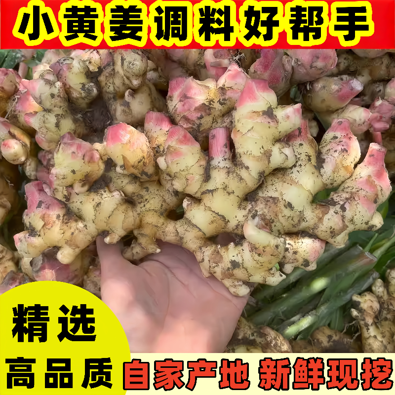 【沙地生姜】云南高地小黄姜香辣十足生姜产地现挖沙姜新鲜水果蔬菜
