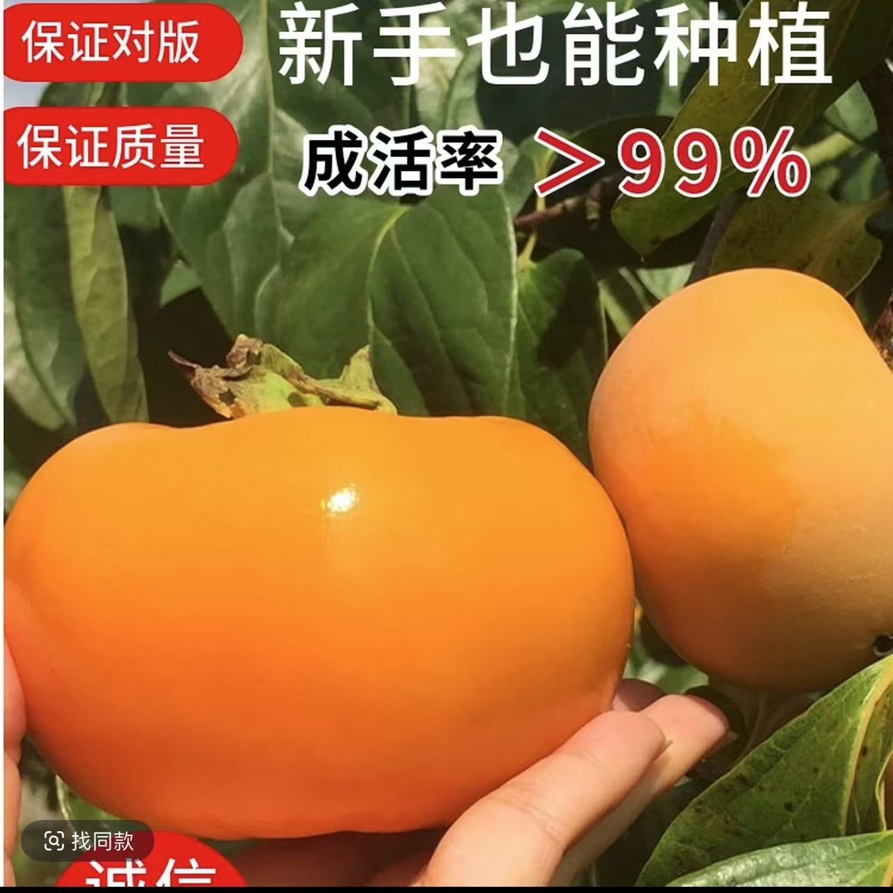 嫁接太秋脆柿子树苗次郎脆甜柿子庭院盆栽南北方种植耐寒原杯原土