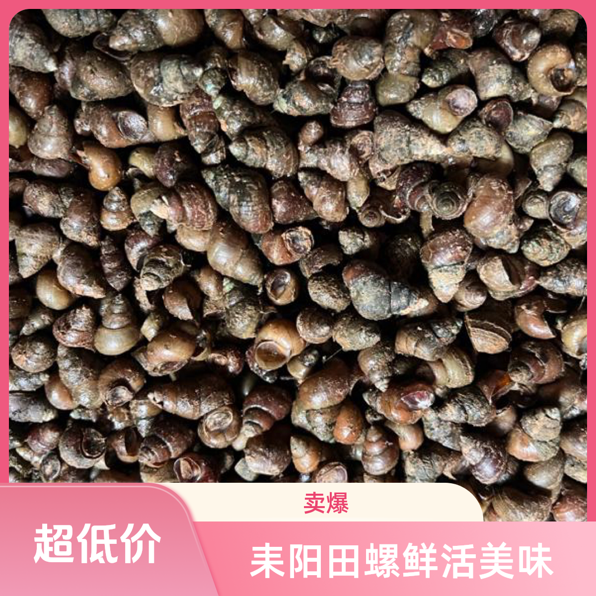 耒阳鲜活田螺美味夜宵必备