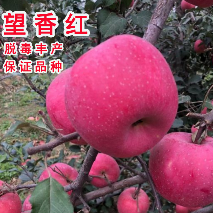 嫁接望香红苹果树苗望乡红西施红苹果苗南方北方种盆栽地栽果树苗