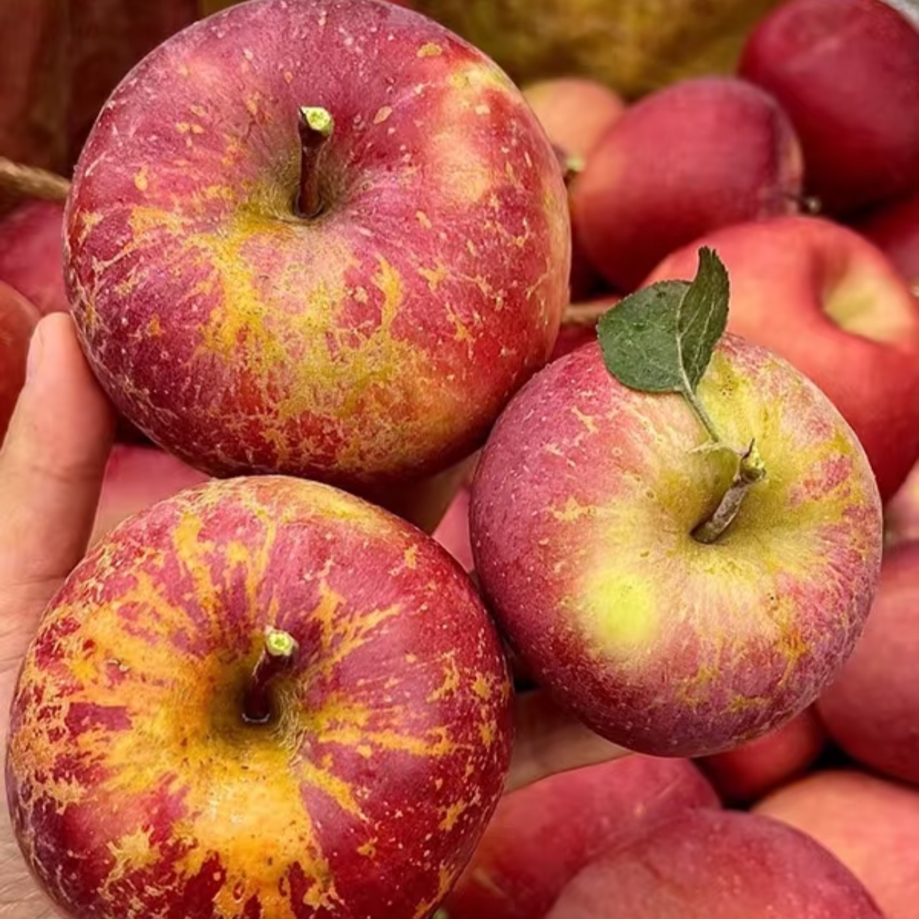 ZCL【坏果包赔】四川大凉山盐源丑苹果高山种植糖心随机不保证糖心