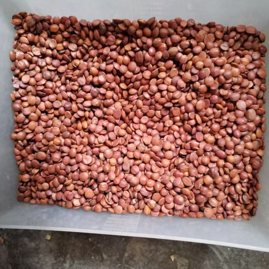 农产品土特产酸枣仁新货