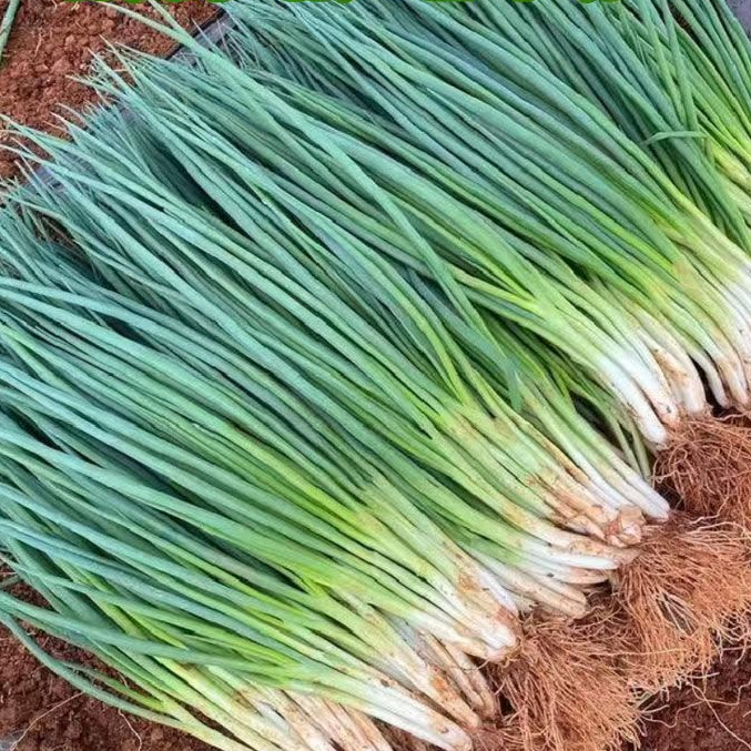 【下单就发3包】四季小香葱种子阳台室内盆栽葱种耐寒蔬菜种子葱籽