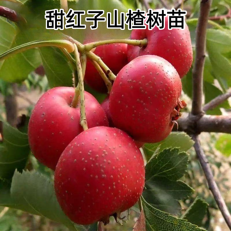 山楂树苗嫁接甜红子山楂果树苗地栽盆栽山楂树苗南方北方庭院种植