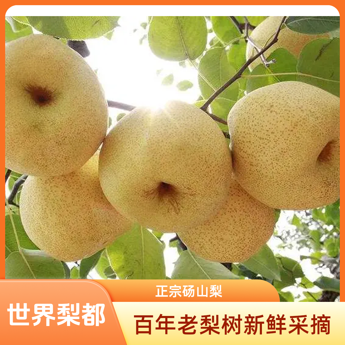 【正宗砀山酥梨】当季新鲜水果整箱包邮脆甜多汁保质保量