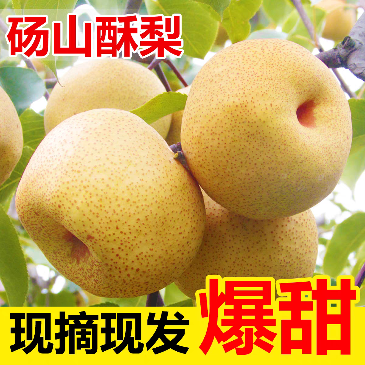砀山酥梨现摘现发皮薄多汁脆甜爆汁新鲜水果