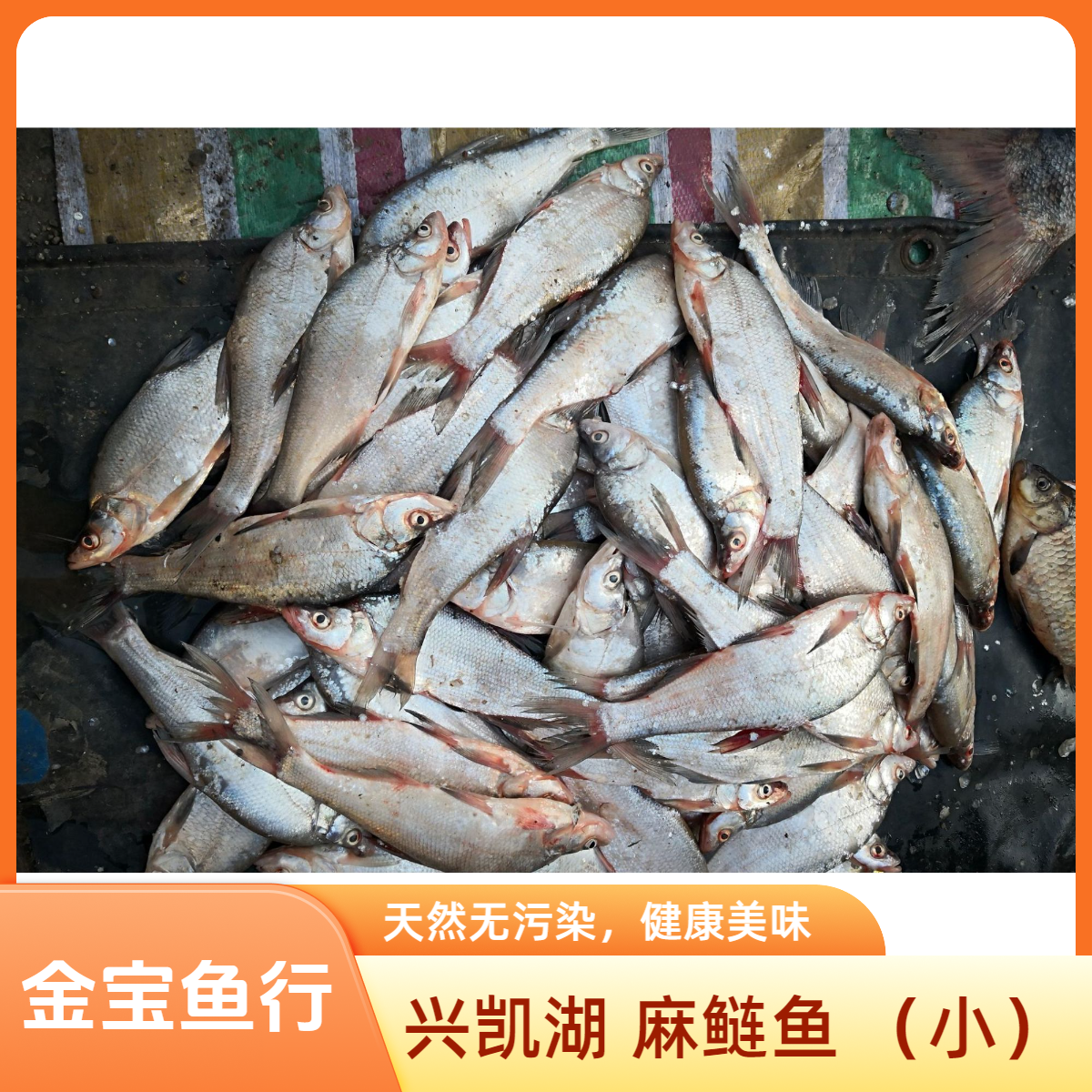 兴凯湖 小麻鲢（寸4）