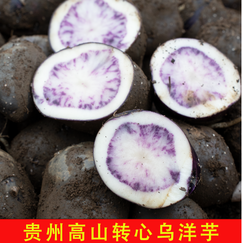 （姚妹妹好物分享）贵州娘娘山乌洋芋七彩土豆马铃薯紫色土豆