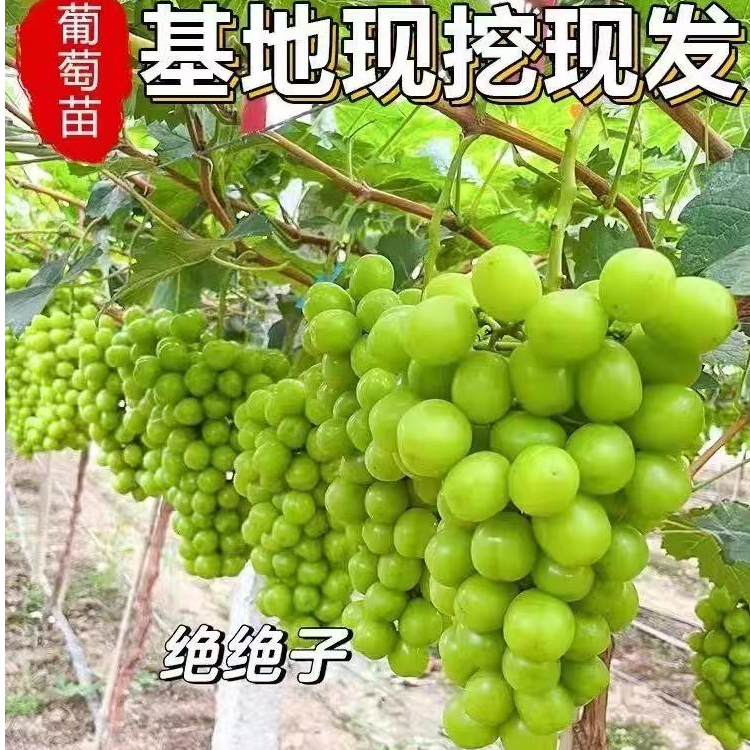 葡萄树苗正宗阳光巨峰葡萄苗阳台庭院种植南北方无核无籽葡萄苗