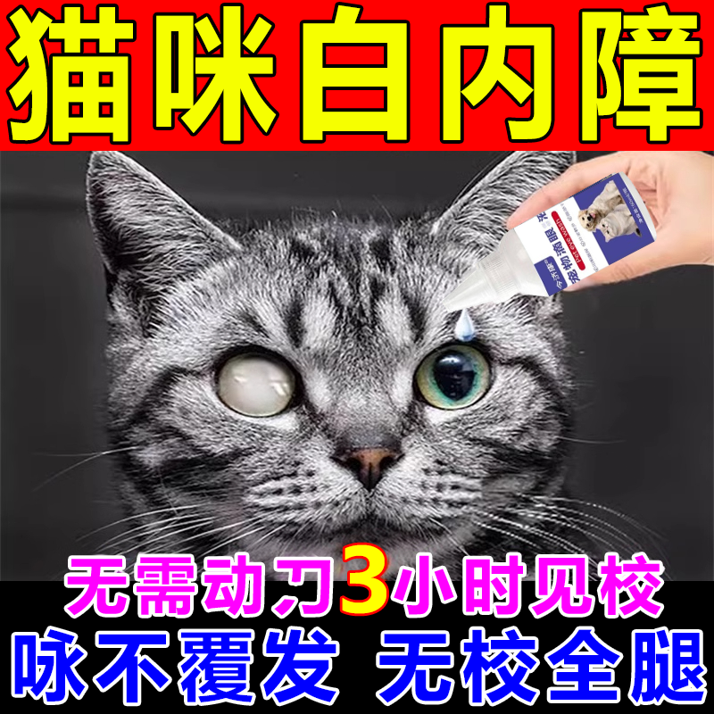 猫咪白i内障专用猫狗泪痕眼部问题宠物白i内障猫咪眼睛发白怎么办